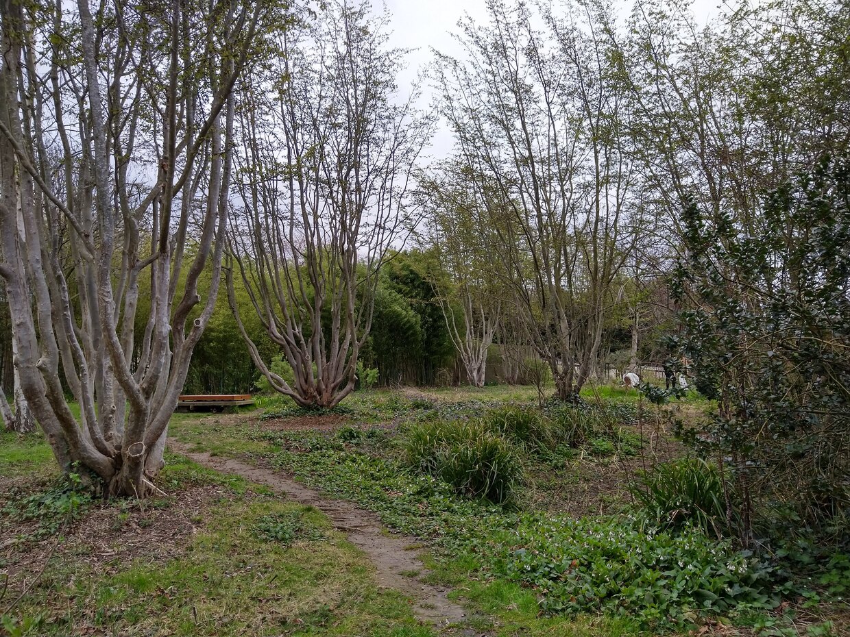 Aufnahme eines Garten mit Wiese und hohen Sträuchern