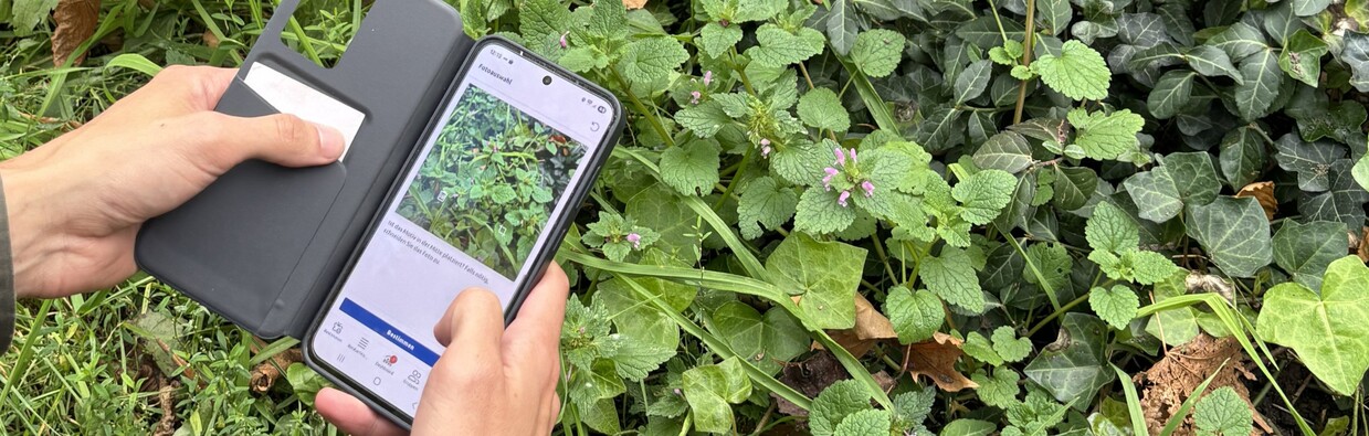 Julia Firmbach Person identifiziert Wildpflanze mit Smartphone-App in grünem Pflanzenumfeld.